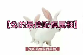 【兔的最佳配偶属相】视频封面