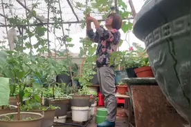 影子天台农场：生气时把老公衣服剪了，但不要扔喔，教你怎么用？