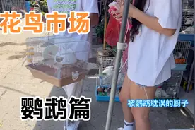 安徽省会花鸟市场鹦鹉品种，一对虎皮鹦鹉饲料笼子，90块钱划算？视频封面