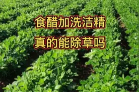 食盐、食醋、洗洁精混合后，到底能不能当除草剂？今天终于知道了视频封面