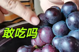 今天买的葡萄发现上面很多小疙瘩，大家看看敢吃吗？视频封面