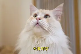 猫咪也能训？铲屎妈手把手教你怎么训练你家的小猫咪视频封面