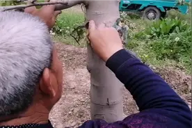 还在用老方法给果树刮腐烂么？今天给大家推荐简单的方法！
