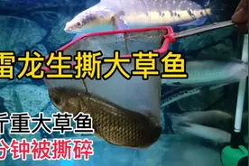 60厘米铅笔雷龙生撕一斤大草鱼，一口咬成两半，一分钟尸骨无存