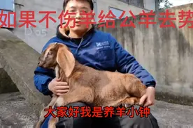 公羊去势全程，男同胞们有没有蛋蛋的忧伤