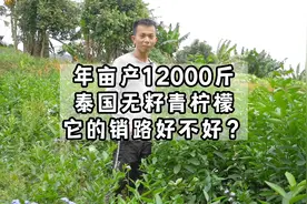 亩产12000斤/年，泰国无籽青柠檬四季挂果，销路好不好？