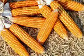 超高产大品牌玉米种188抗倒抗高温耐密亩产2000斤19852608005视频封面
