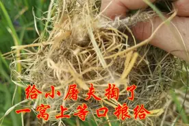 小屠夫的顶级口粮，农村小伙掏了一窝野生的，没见过吧？视频封面