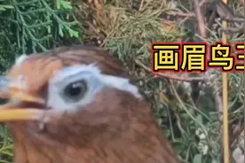 最好听的画眉鸟叫声大全，鸟儿在林间自在啼