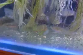 快乐的小鱼，大鱼不吃小鱼。视频封面