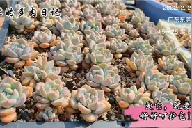 干货分享：橙梦露并没有传言的那么好养，正确的养护方式才是真理视频封面
