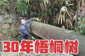 农村房屋旁边长了一棵30多年的梧桐树，看看伐木师傅怎样砍掉的视频封面