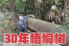 农村房屋旁边长了一棵30多年的梧桐树，看看伐木师傅怎样砍掉的视频封面