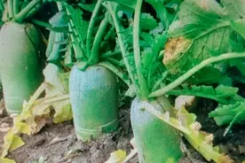 不管是种植萝卜还是胡萝卜，做好这三点，个大高产还好吃视频封面