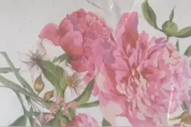 赞雨燕视频封面