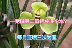 一克磷酸二氢钾兑多少水？每月喷施几次叶面肥为好？视频为你解答视频封面