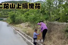 二龙山上摘槐花，漫山遍野全是槐花，瞬间就摘了3袋子视频封面