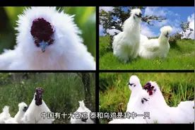 两只脚的禽类国宝，泰和乌鸡