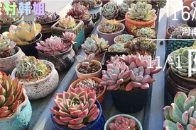 推荐八款在室内阳台养不容易褪色的多肉，可以从秋天一直美到春天视频封面