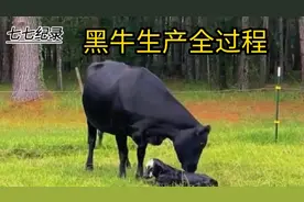 黑牛生产全过程，过程特别不易!视频封面