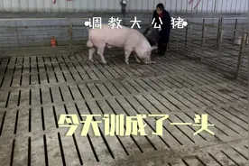 成功调教训练一头大公猪，很主动很听话