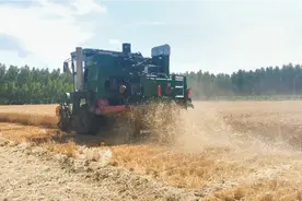 聊城茌平小麦已经开始收割，粮食收购站收购价1.25元。视频封面