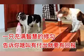 仔仔：告诉你啥叫有付出就要有回报，啥是干活有奖励才有动力