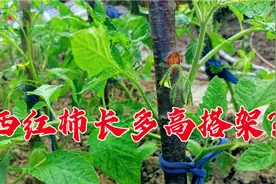 西红柿秧长多高搭架？农村小伙说清楚，大番茄花多果多压满枝高产视频封面