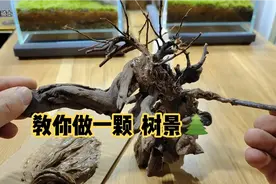 鱼缸草缸造景，你怎么能不会做一颗树🌲呢，来 我来教你..收藏版.视频封面
