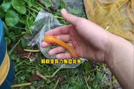 解救变异六角恐龙鱼视频封面