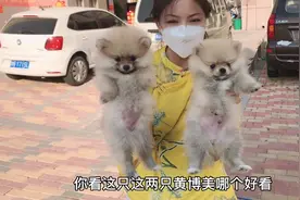 帮粉丝挑选博美，一窝两只都是颜值担当，最终选择哪只您答对了吗视频封面