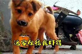 小狗独自面对耗子，吓得不轻，最后发火，黎叔很生气，后果很严重视频封面