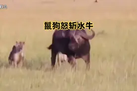 两只鬣狗轻松的制伏一头壮年水牛，鬣狗这拿手绝技还真不是盖的