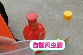 用白酒加白醋兑水自制杀虫剂用上了，明天看效果怎么样！视频封面