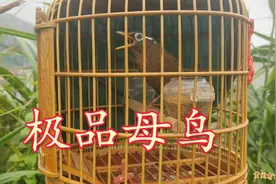 极品画眉母鸟大叫。视频封面