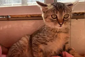 凶巴巴又胆小的流浪猫太讨厌了，又凶我，怪我没事招惹它，关禁闭视频封面