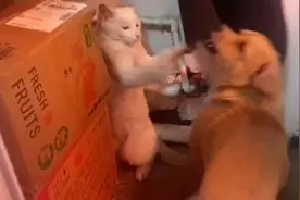 哼哈二将激烈大战视频封面