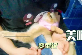 金渐层小猫咪享受完按摩秒变丑，怎样恢复盛世美颜？美喵变型记