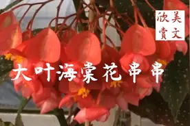 美文诵读：大叶海棠花串串视频封面