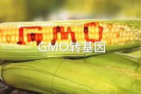 用玉米来告诉你什么是转基因视频封面
