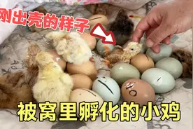 二条妈孵化的鸡蛋破壳了，21天由蛋变成鸡，刚出壳的样子真可爱！视频封面