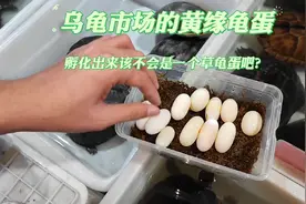 乌龟市场里面的黄缘龟蛋到底能不能孵化？我来一探究竟!视频封面