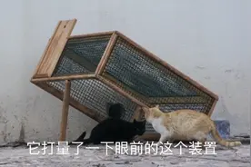 一个简单的陷阱，轻松捕获两只流浪猫