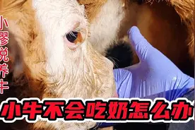 新生小牛不会吃奶怎么办？如何诱导？用此方法简单实用视频封面