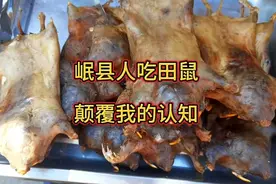 岷县人吃田鼠颠覆我的认知田鼠肉具有营养价值和药用价值视频封面