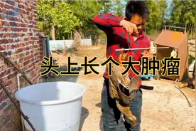 一只鸭头上长个大肿瘤，媳妇说不能吃给它做个手术，这样还能吃吗视频封面