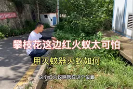 红火蚁泛滥成灾四川攀枝花到处可见，用高强度灭蚊器灭蚁效果如何视频封面