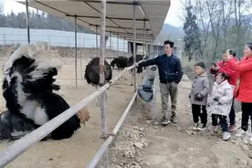 邻居家养了几个月的鸵鸟，终于下蛋了，看看一个蛋能卖多少钱视频封面