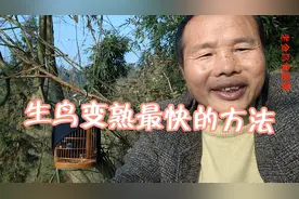 怎样最快的让鸟亲近我们，这个方法很好视频封面