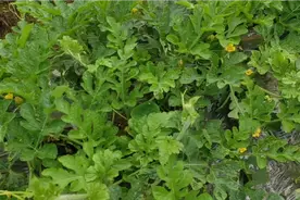 雨季西瓜遇到烂藤“枯叶”病，教你个根治法，让叶片翠绿成活率高视频封面